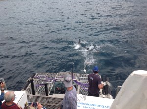 Shark cage diving off Port Lincoln, South Australia