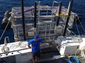 Calypso Star shark cage diving at the Neptune Islands