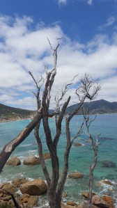 Looking out over the Listerine-coloured waters of Little Oberon Bay.