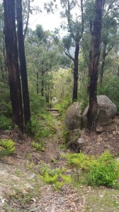 Walking through the lush gum forest of the Mt Oberon Track.