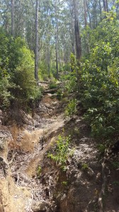Walking through the lush gum forest of the Mt Oberon Track.