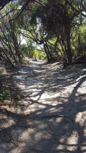 Tea trees line the track heading to the southern end of Norman Beach.