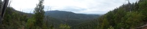 Panoramic view over the tree canopy of the forest on the Boroondara Track and the surrounding mountain range.