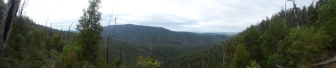 Panoramic view over the tree canopy of the forest on the Boroondara Track and the surrounding mountain range.