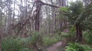 The last leg on Tree Fern Track.