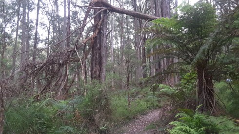 The last leg on Tree Fern Track.