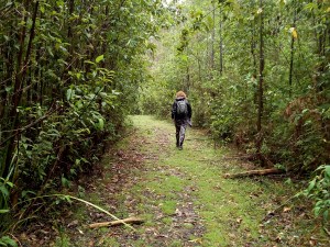Heading up the Boroondara Track
