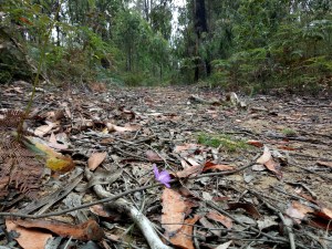 A splash of purple flora along the Boroondara Track.
