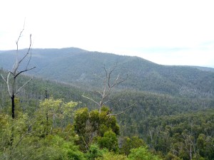 Overlooking the treetops and the surrounding mountain range of the Murrindindi Scenic Reserve.