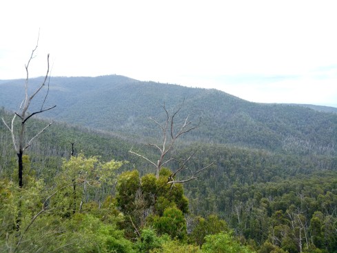 Overlooking the treetops and the surrounding mountain range of the Murrindindi Scenic Reserve.