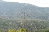 Looking out over the Murrindindi Scenice Reserve in the Toolangi State Forest, Victoria