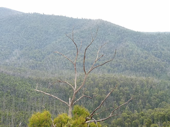 Looking out over the Murrindindi Scenice Reserve in the Toolangi State Forest, Victoria