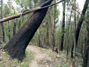 On the homeward stretch of the Boroondara Trail heading towards the Water Gauge suspension bridge.