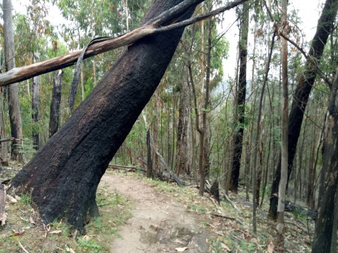 On the homeward stretch of the Boroondara Trail heading towards the Water Gauge suspension bridge.
