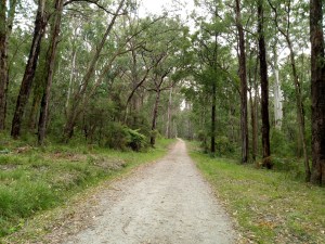 Leaving the Mortimer Picnic Ground and heading up the Triangle Track in the Bunyip State Park.