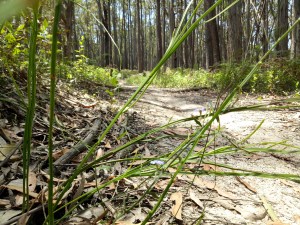 Silvertop Ridge Track in Bunyip State Park.