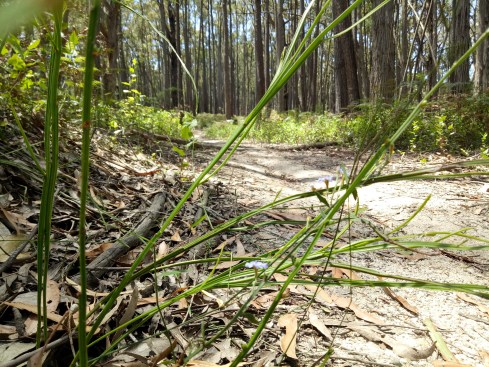 Silvertop Ridge Track in Bunyip State Park.
